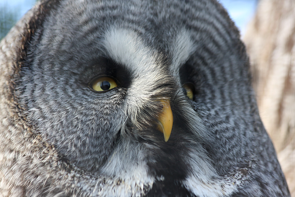 Great Grey Owl at Chester