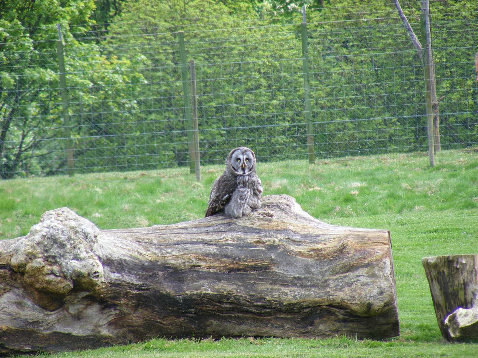 Great grey owl at Edinburgh Zoo, 21 May 2010