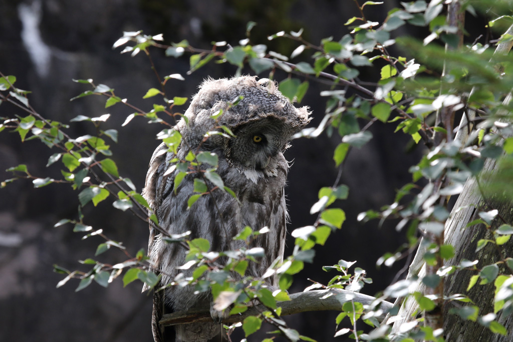 Great Grey Owl at Skansen 30th August 2016