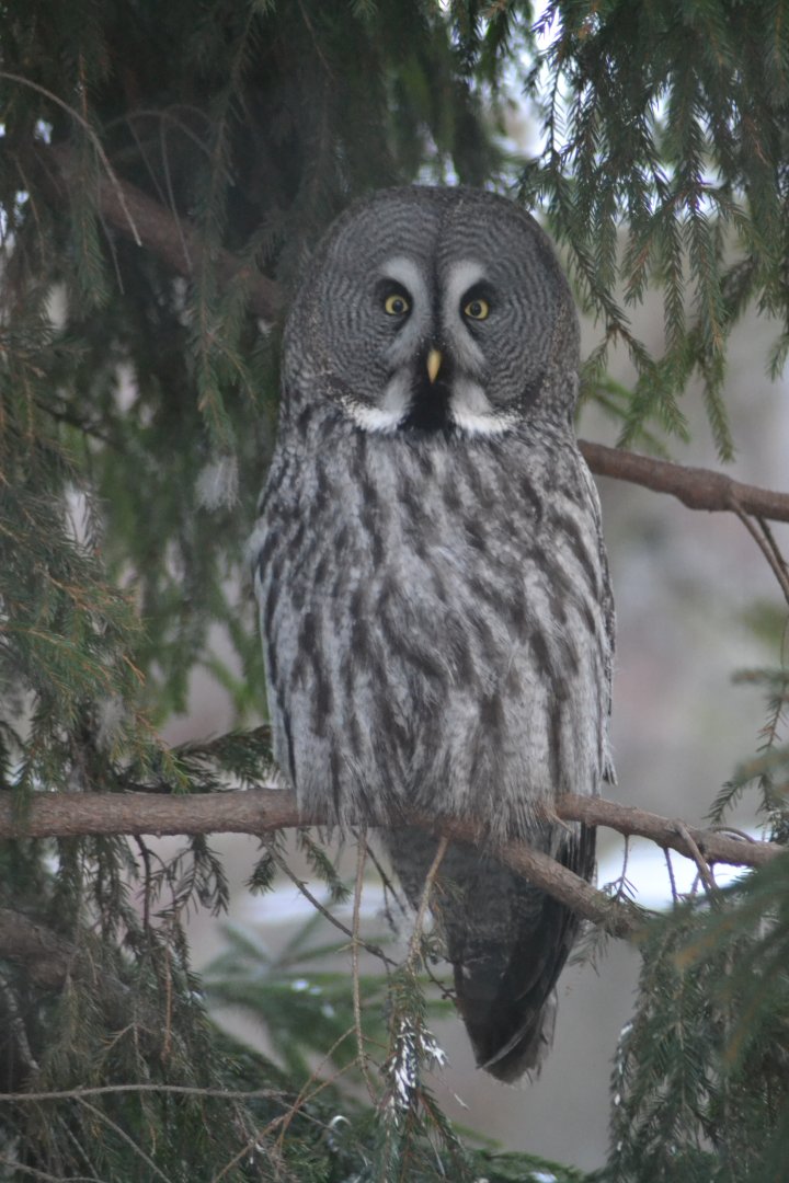 Great grey owl at Skansen, Stockholm