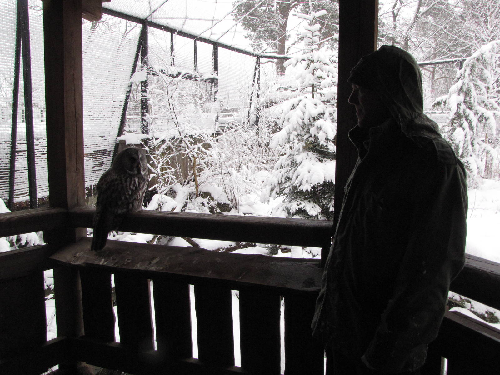 Great Grey Owl at Skansen