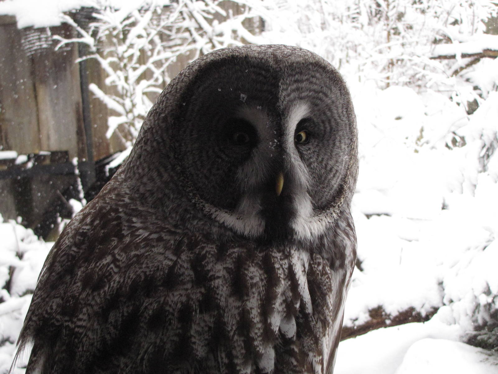 Great Grey Owl at Skansen