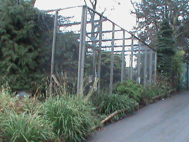 Great grey owl aviary 121210