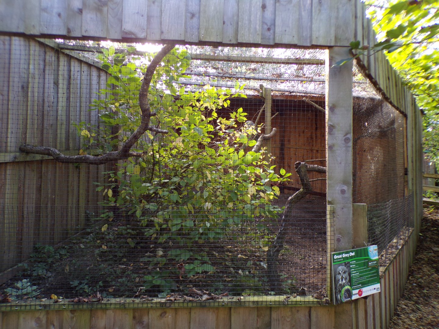 Great grey owl aviary 14.10.23