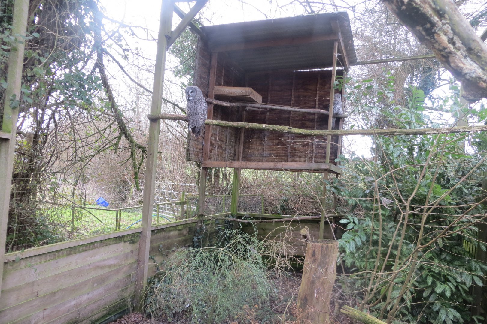 Great grey owl aviary 170219