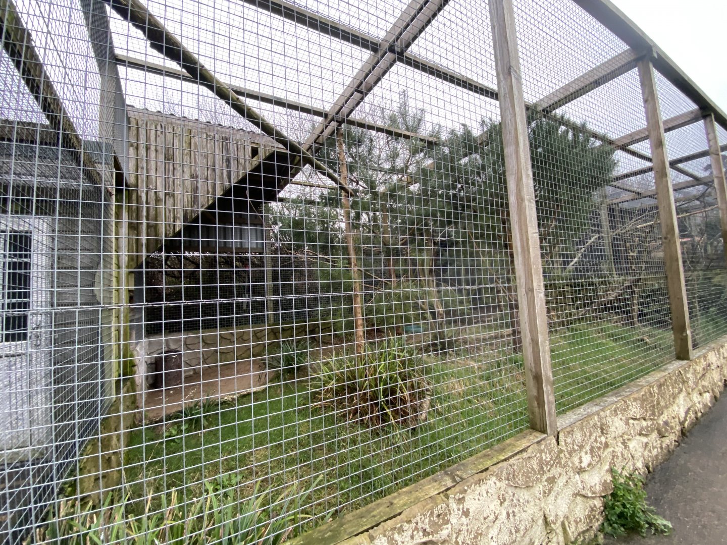 Great grey owl aviary 170224