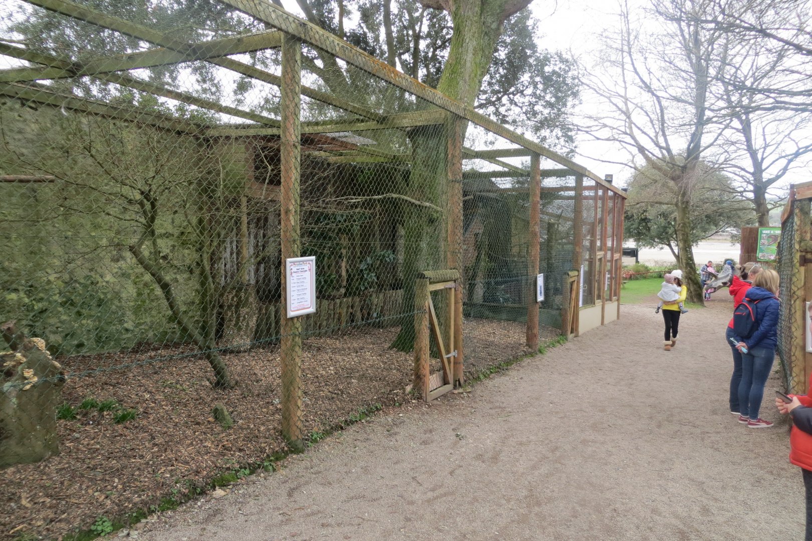Great grey owl aviary 190219