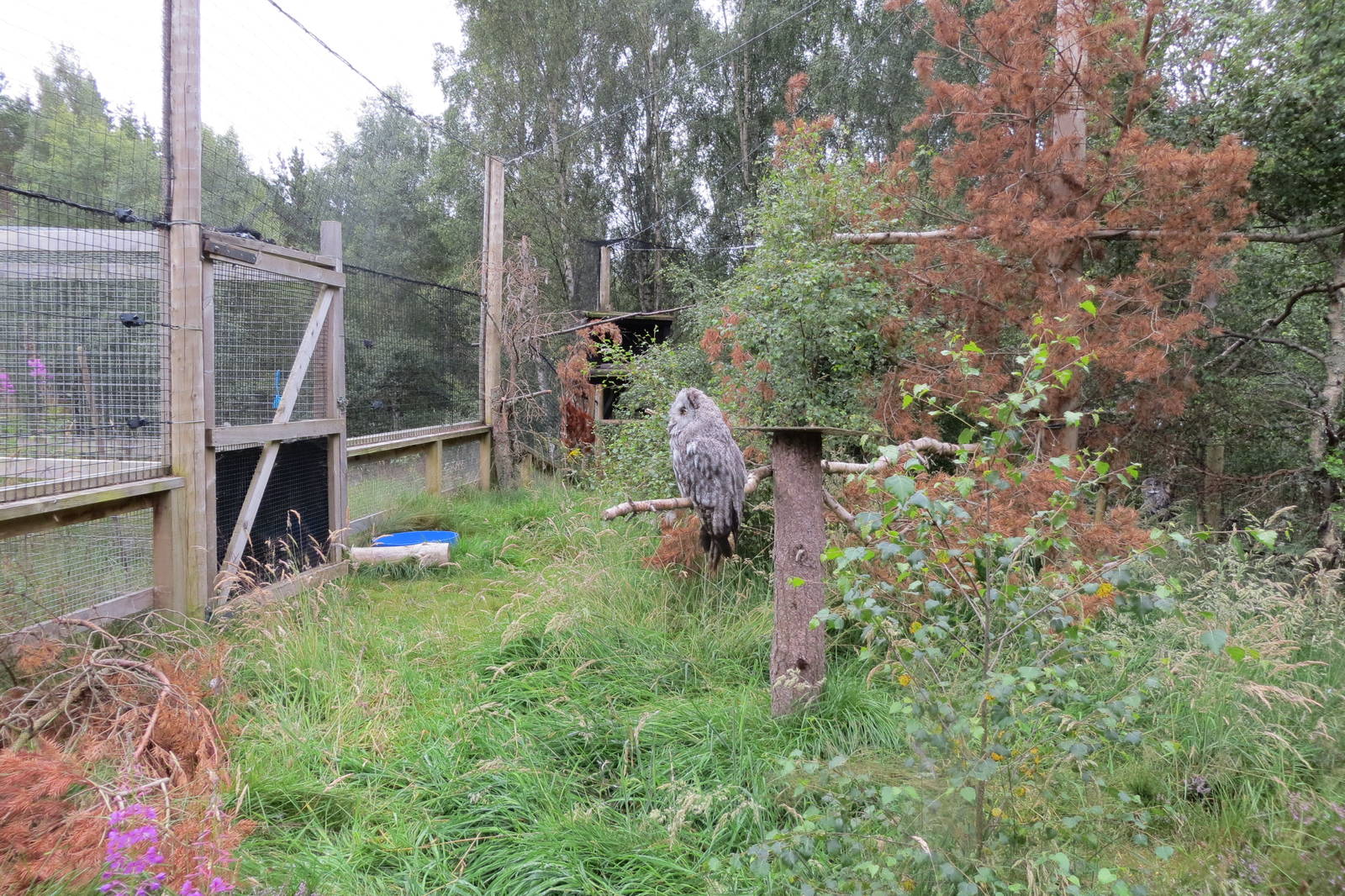 Great Grey Owl aviary 250815