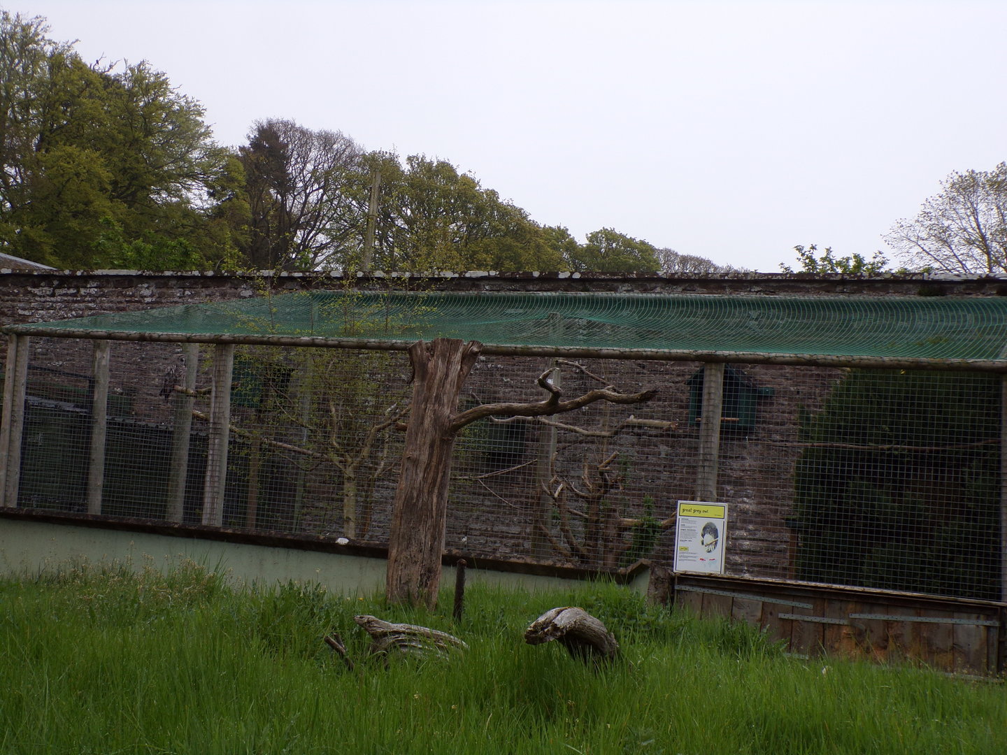Great grey owl aviary 7.5.23