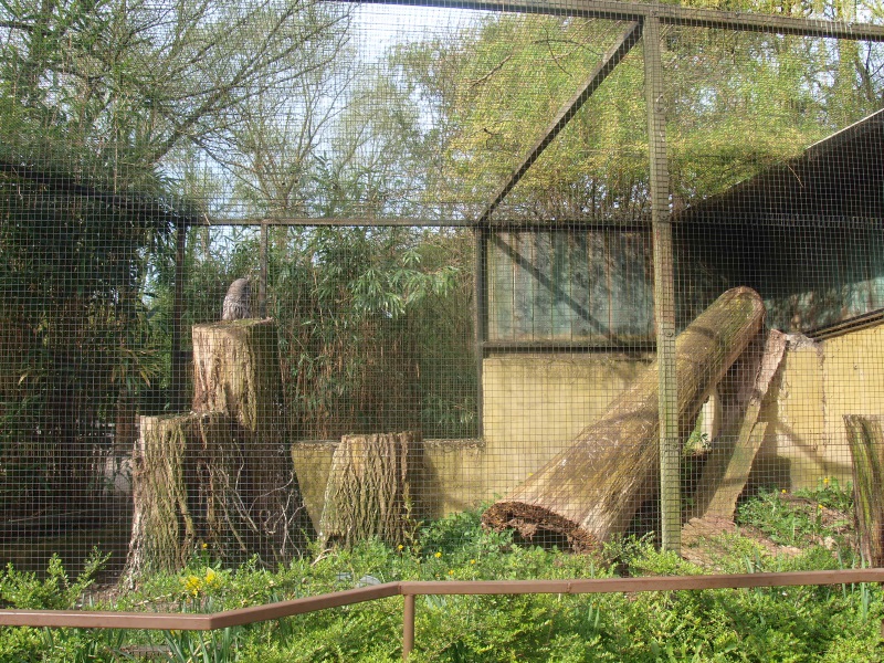 Great grey owl aviary (April 19th, 2015)