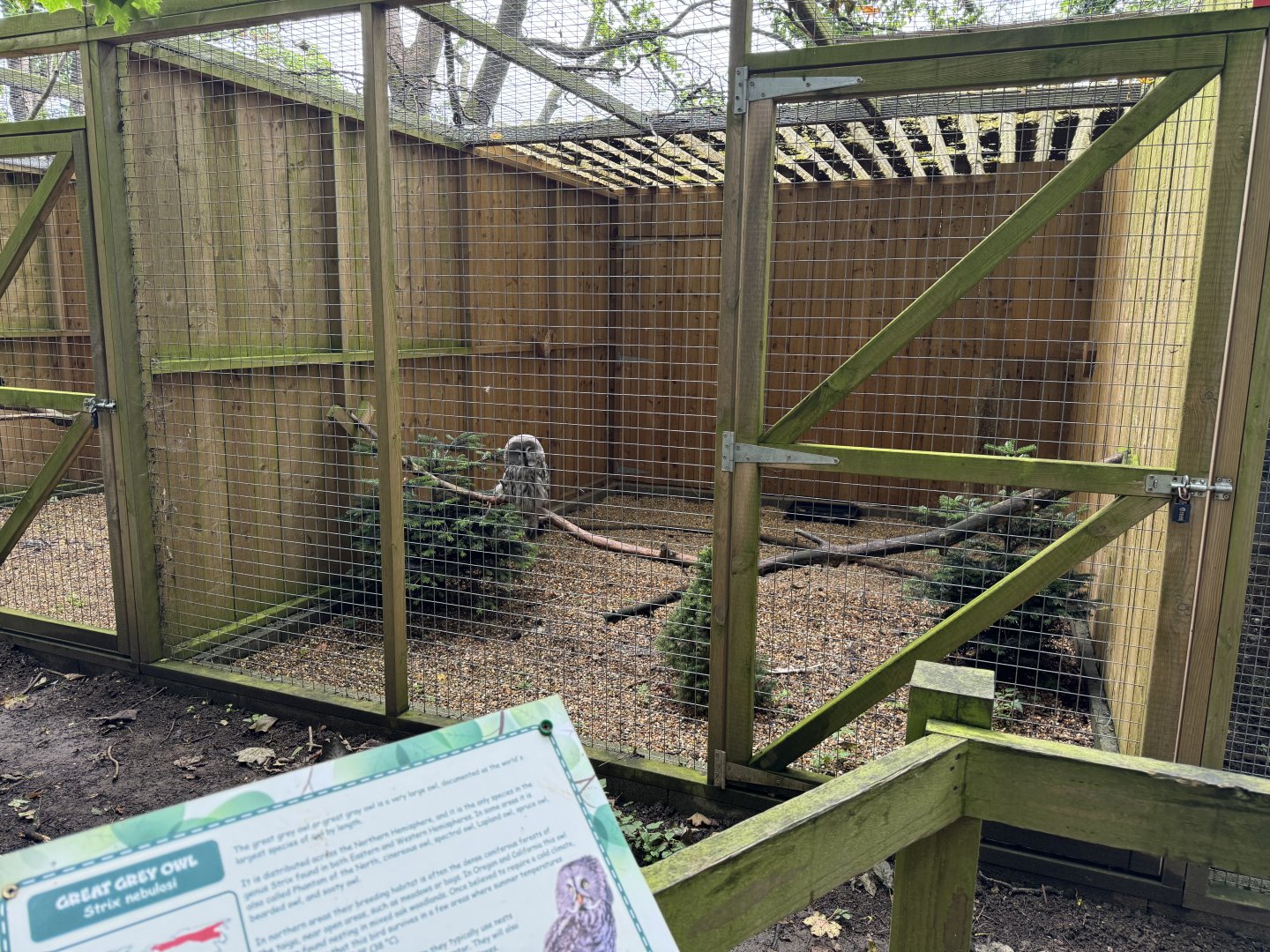 Great Grey Owl Aviary at Bridlington Animal Park (July 2024)