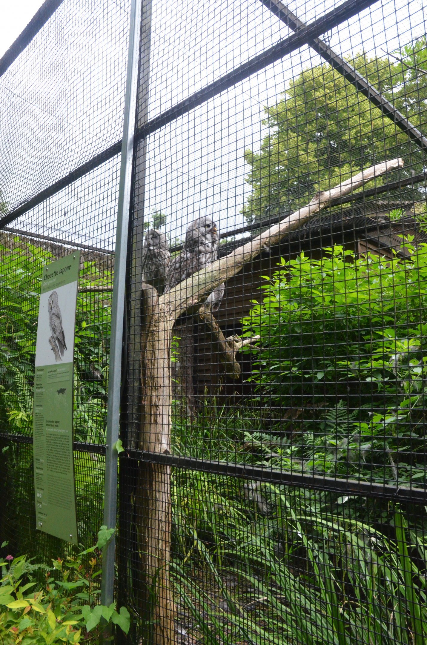 Great Grey Owl Aviary at Clères, 16/06/18
