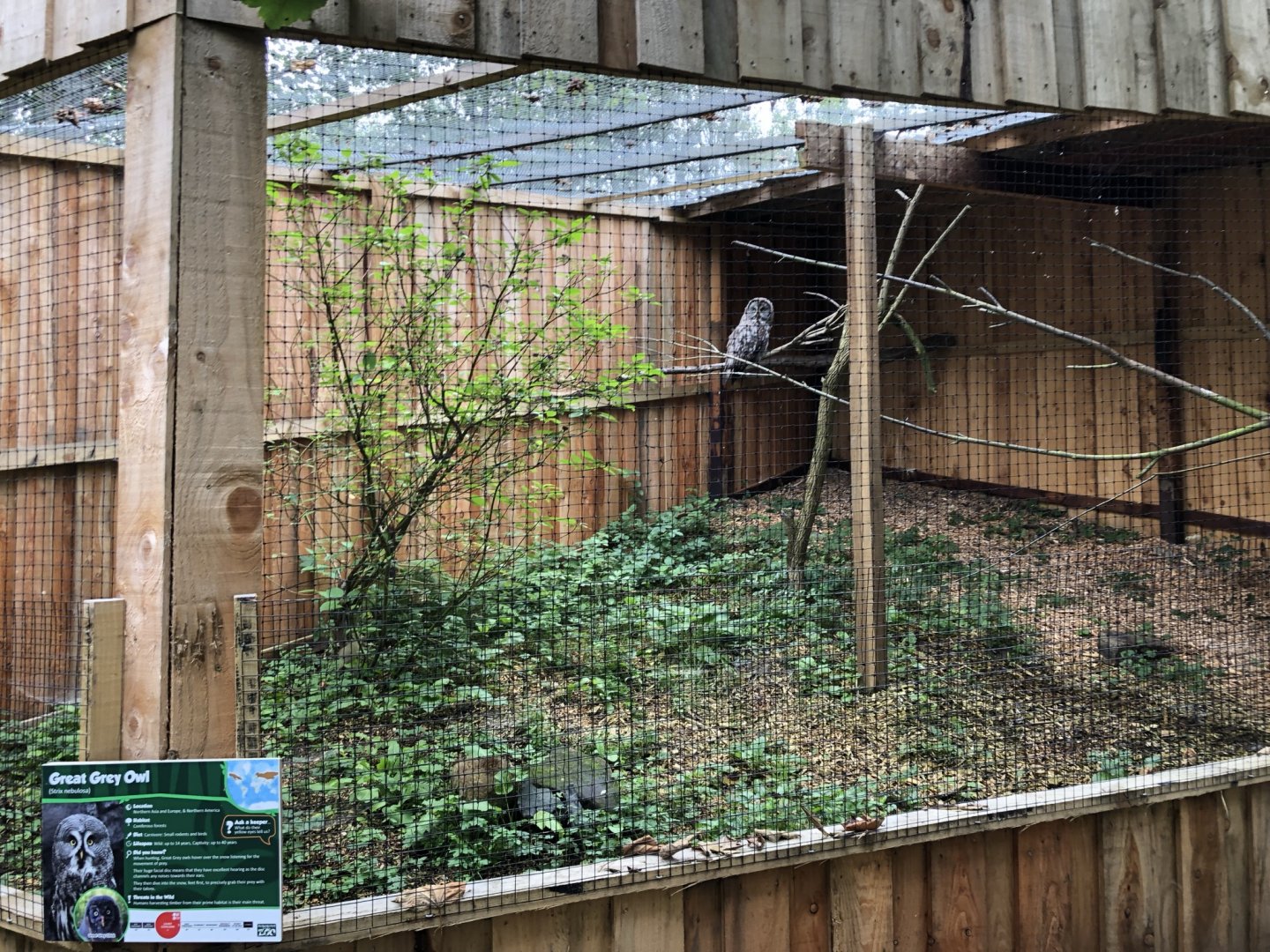 Great Grey Owl Aviary at Northumberland Country Zoo (September 2021)
