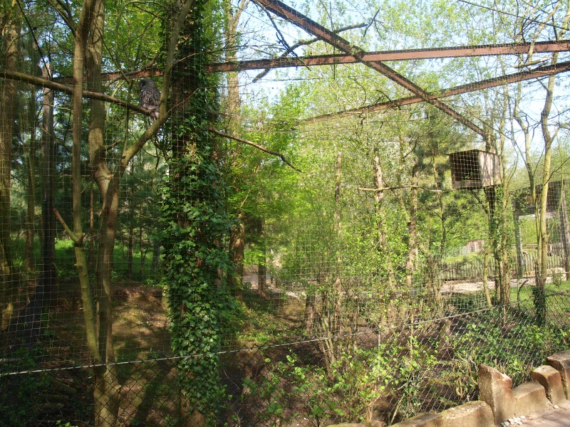 Great grey owl aviary (May 2nd, 2015)