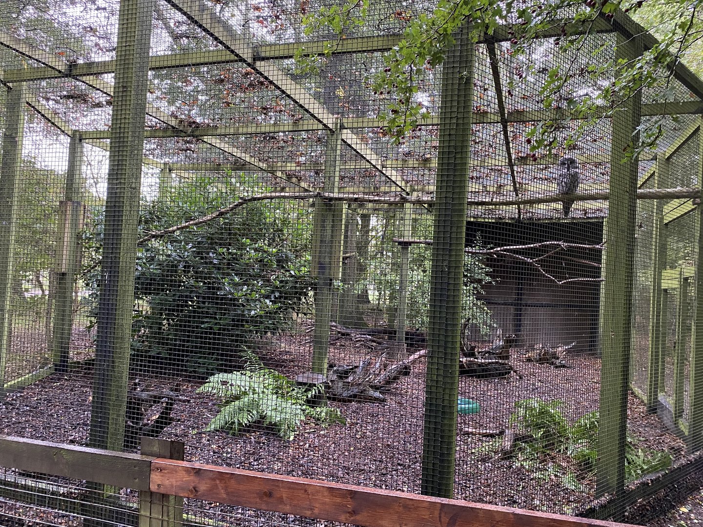 Great grey owl aviary, owl wood, ZSL Whipsnade