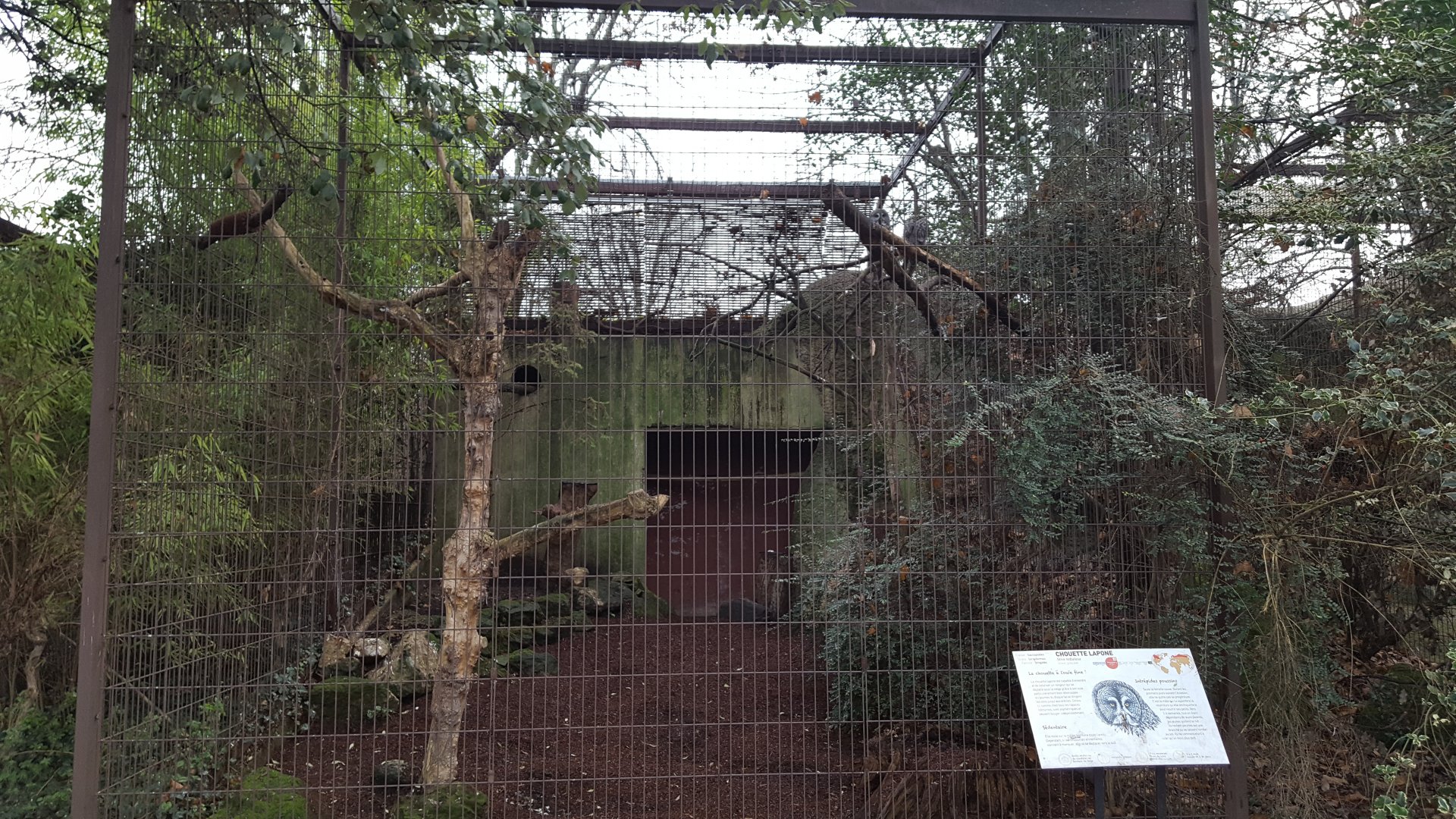 Great grey owl aviary