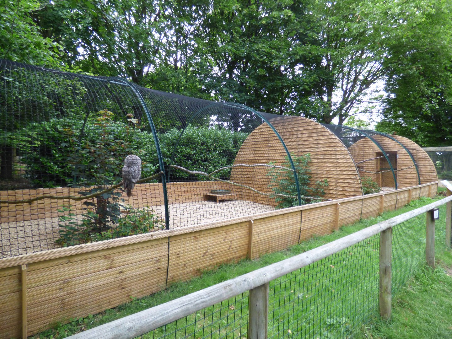 Great Grey Owl Aviary