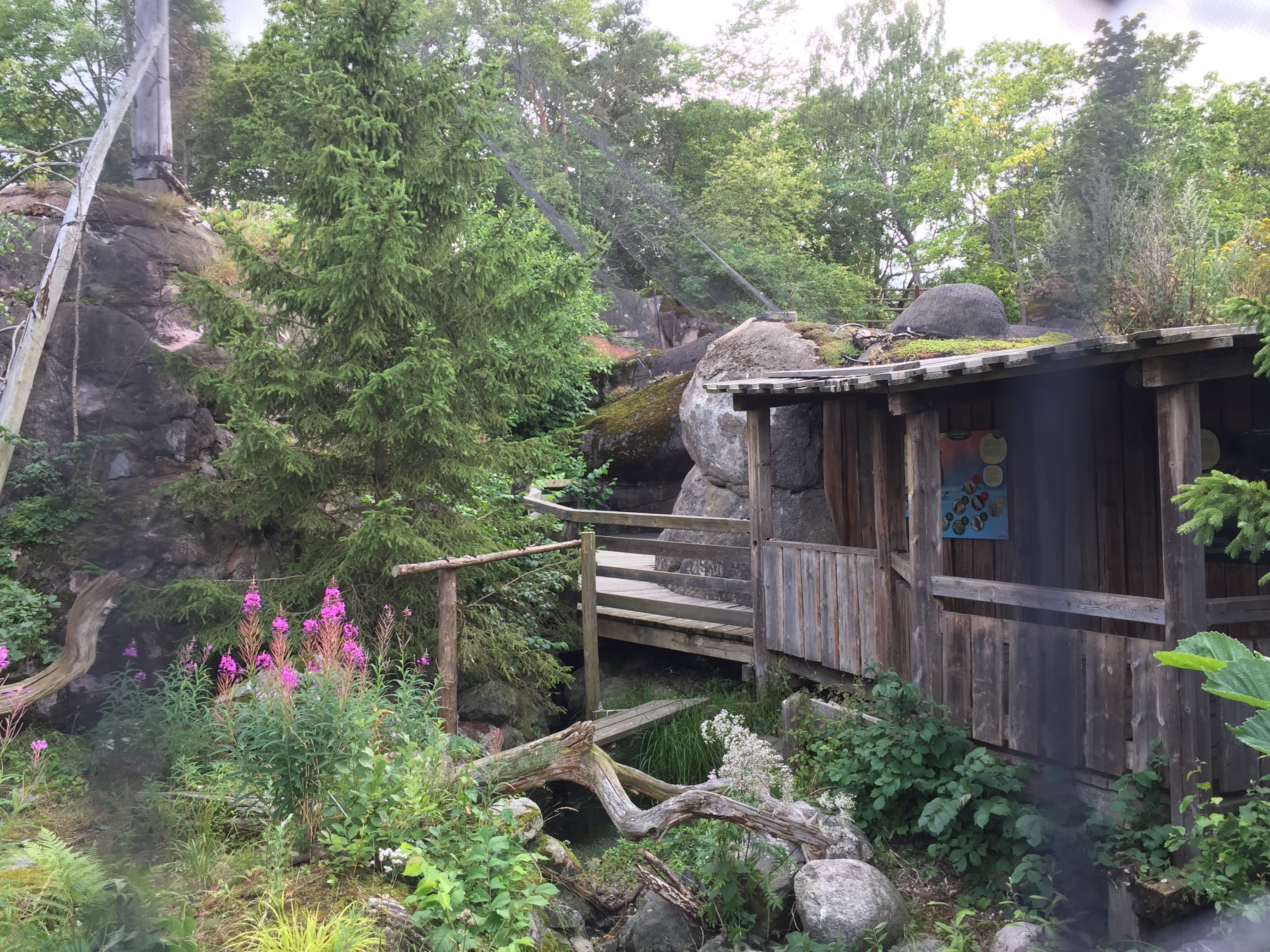 Great grey owl aviary