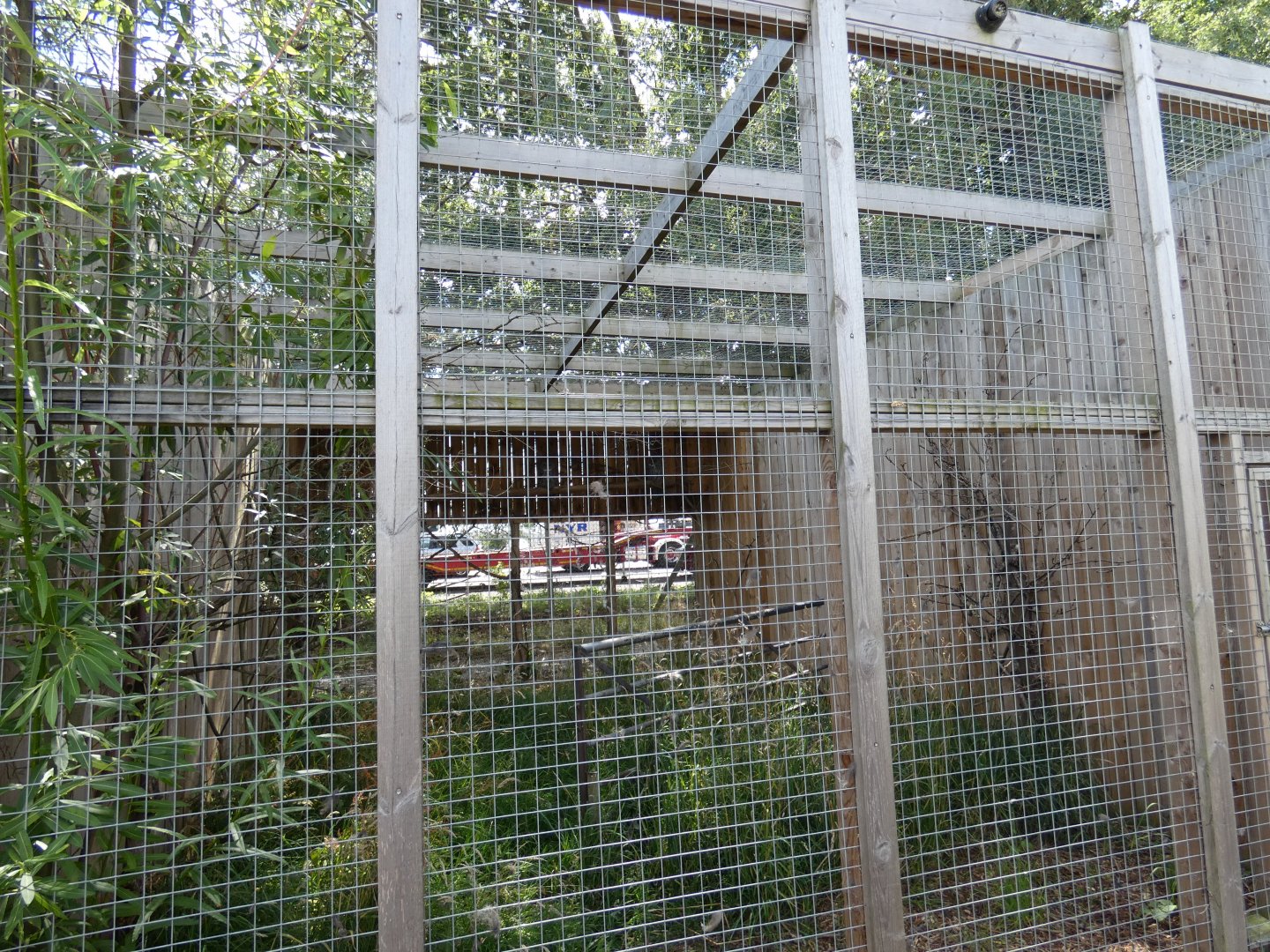 Great Grey Owl aviary