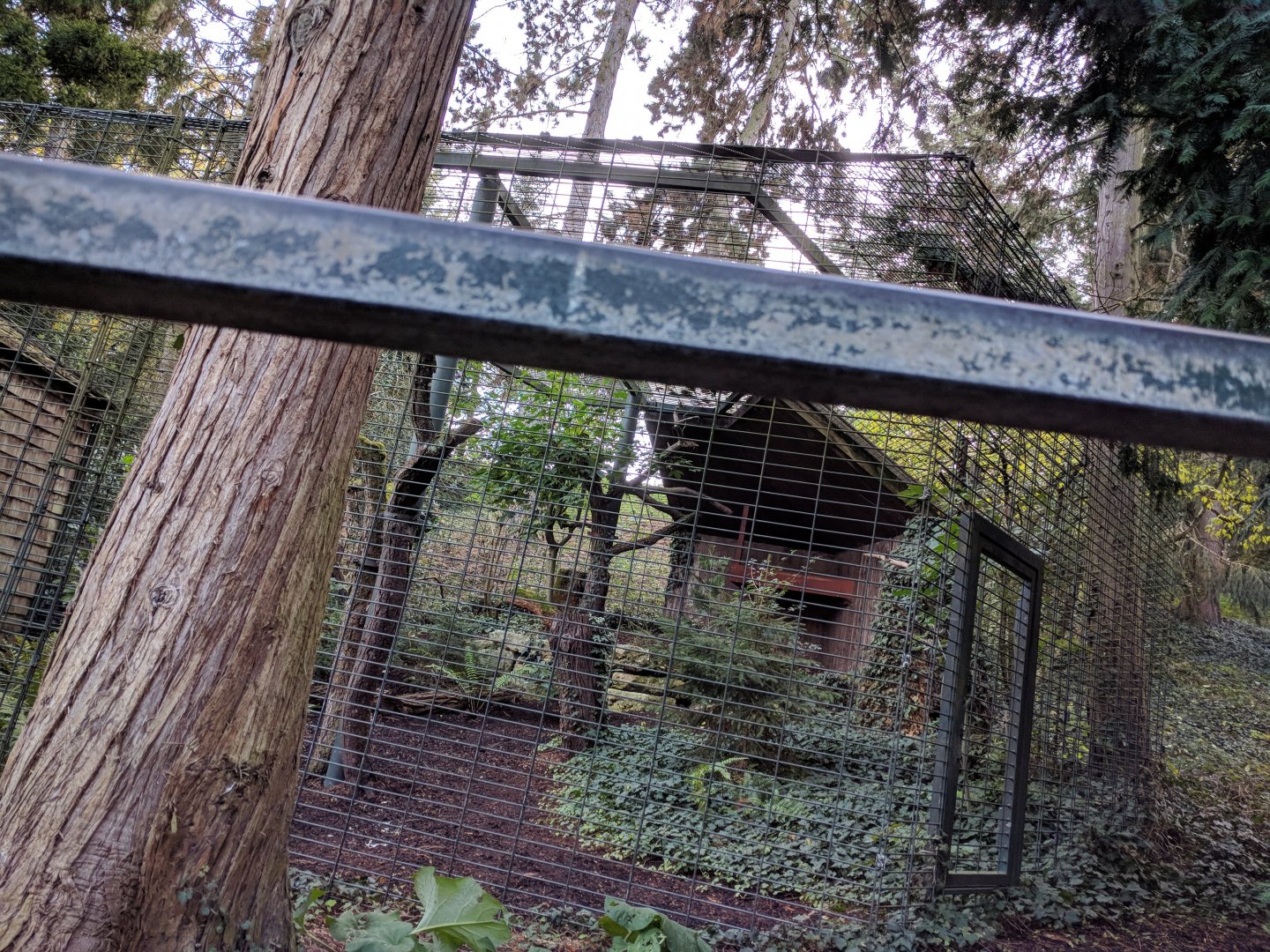 Great Grey owl Aviary