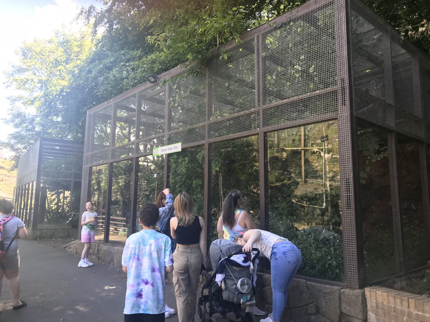 Great grey owl aviary
