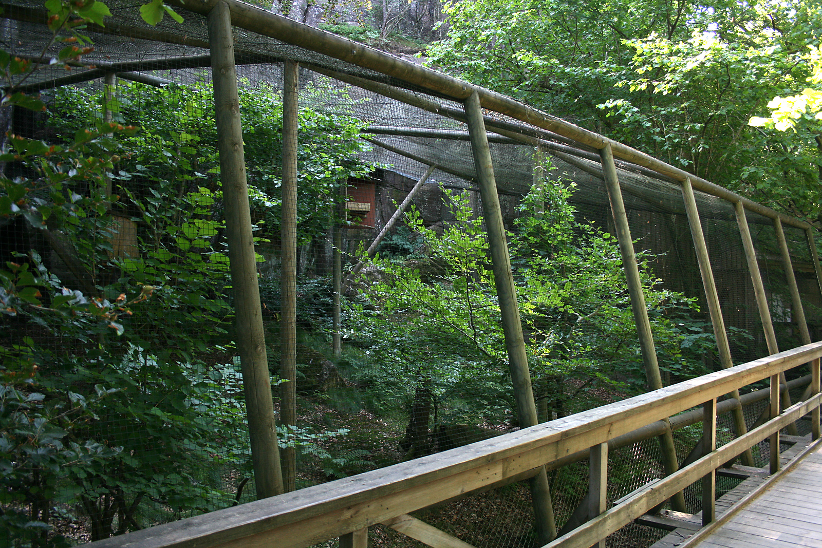 Great grey owl aviary