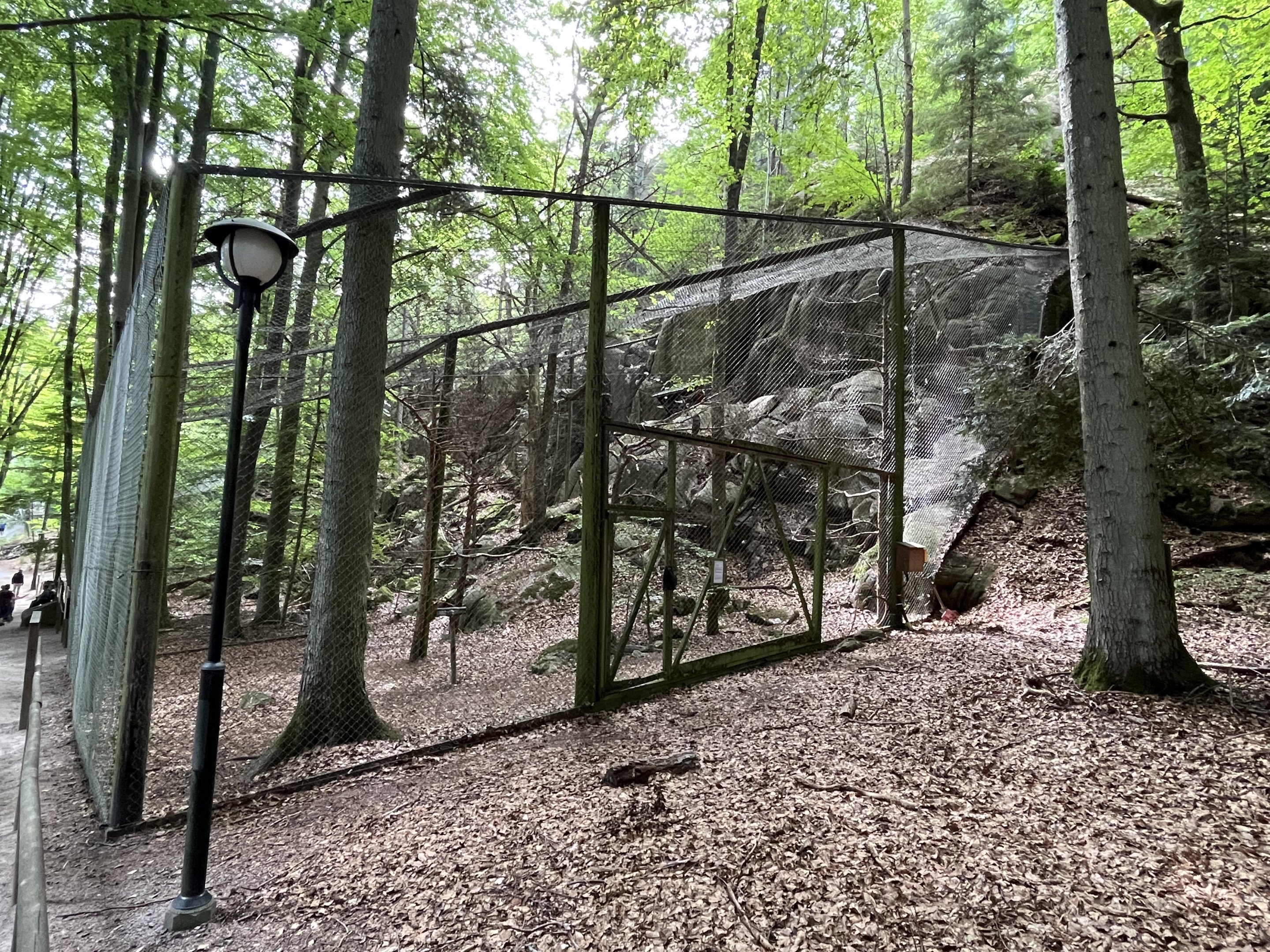 Great Grey Owl Aviary