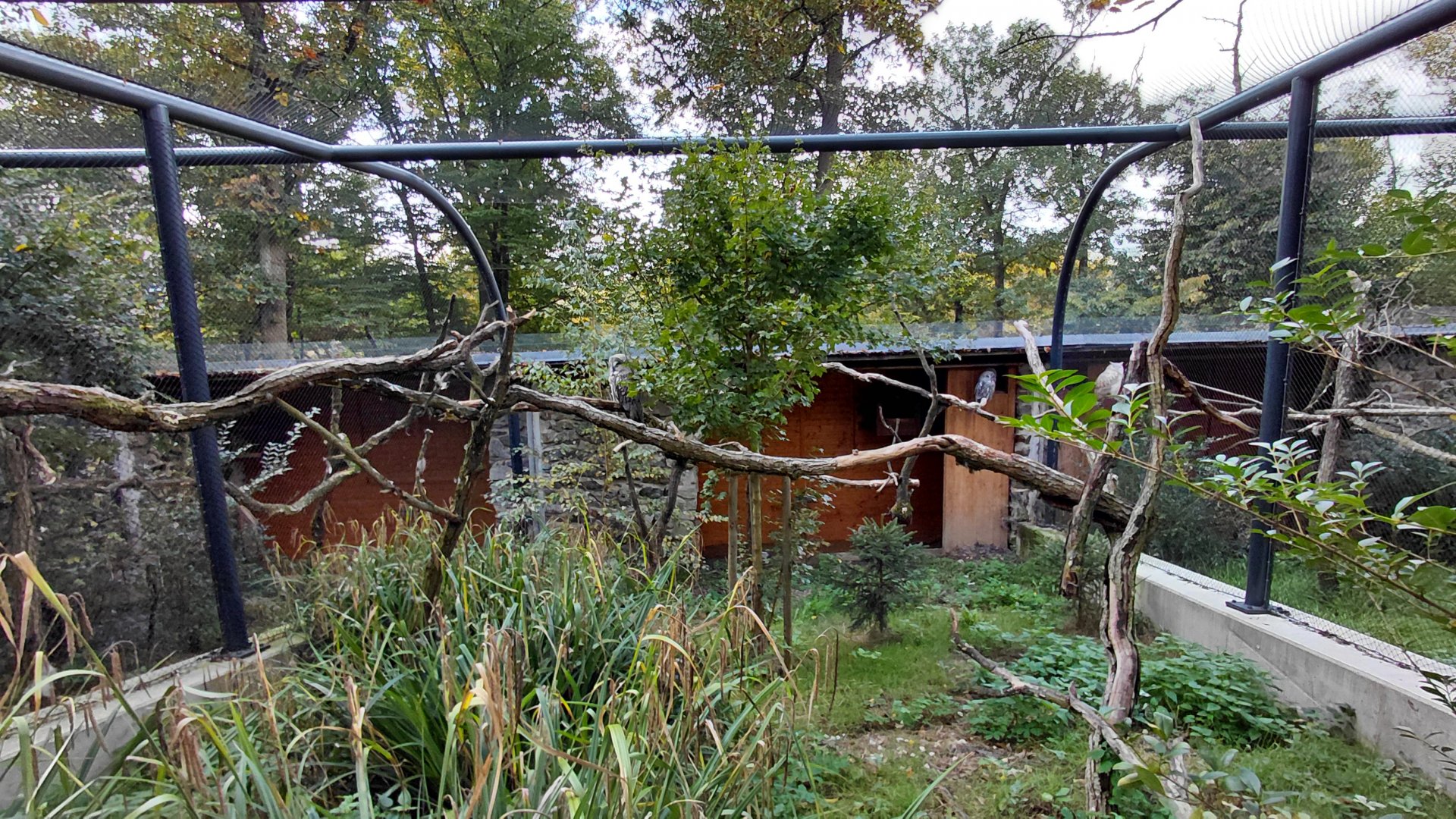 Great grey owl aviary