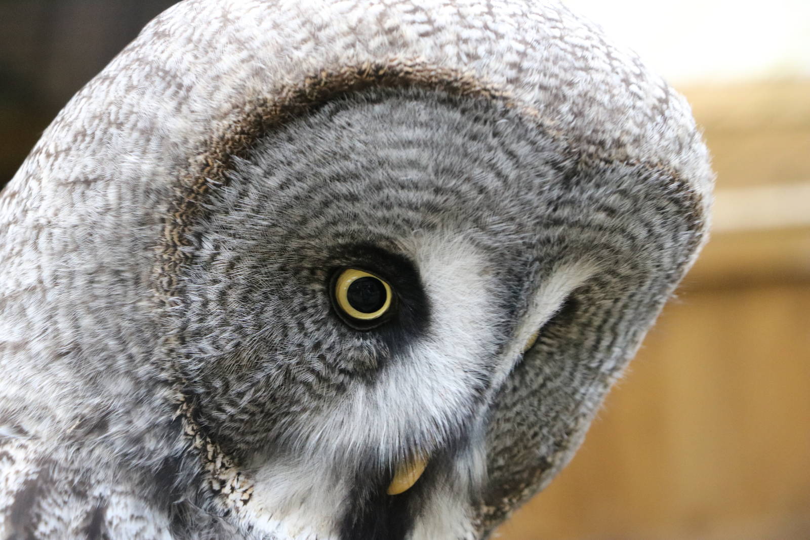 Great grey owl - Battlefield Falconry Centre, November 2015
