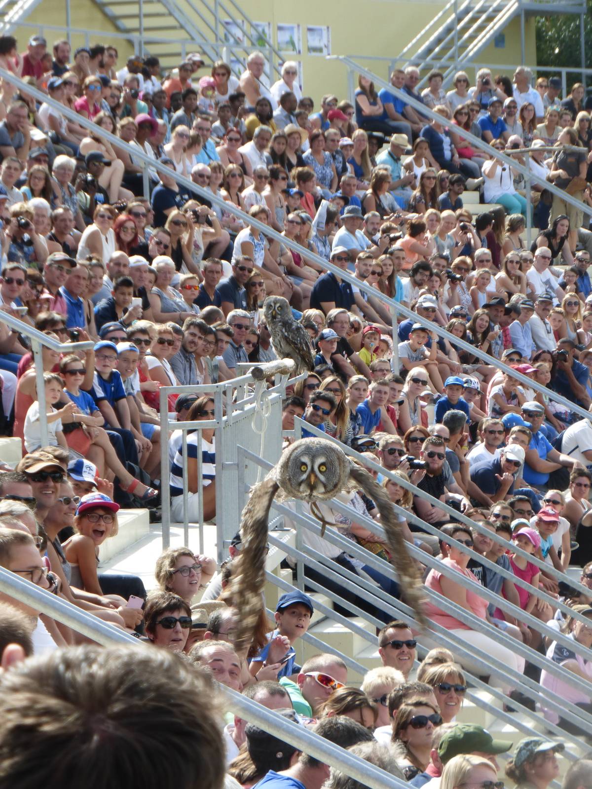 Great grey owl, bird show, 10/09/16