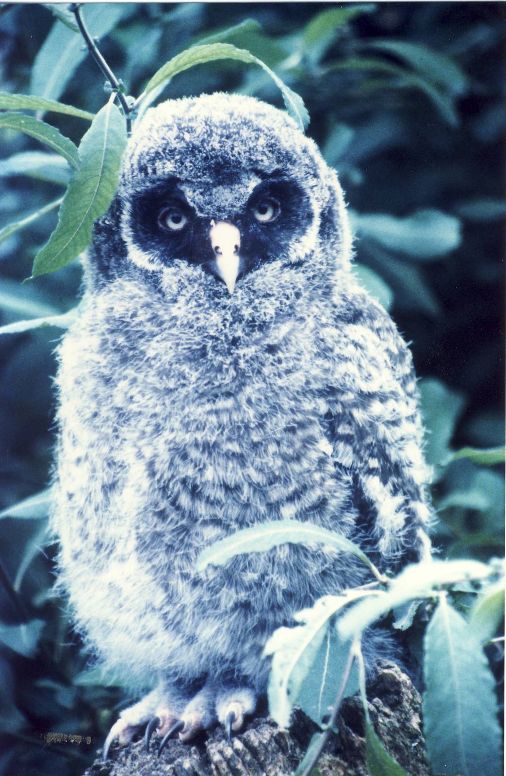 Great Grey Owl chick Chester Zoo 21 June 2001