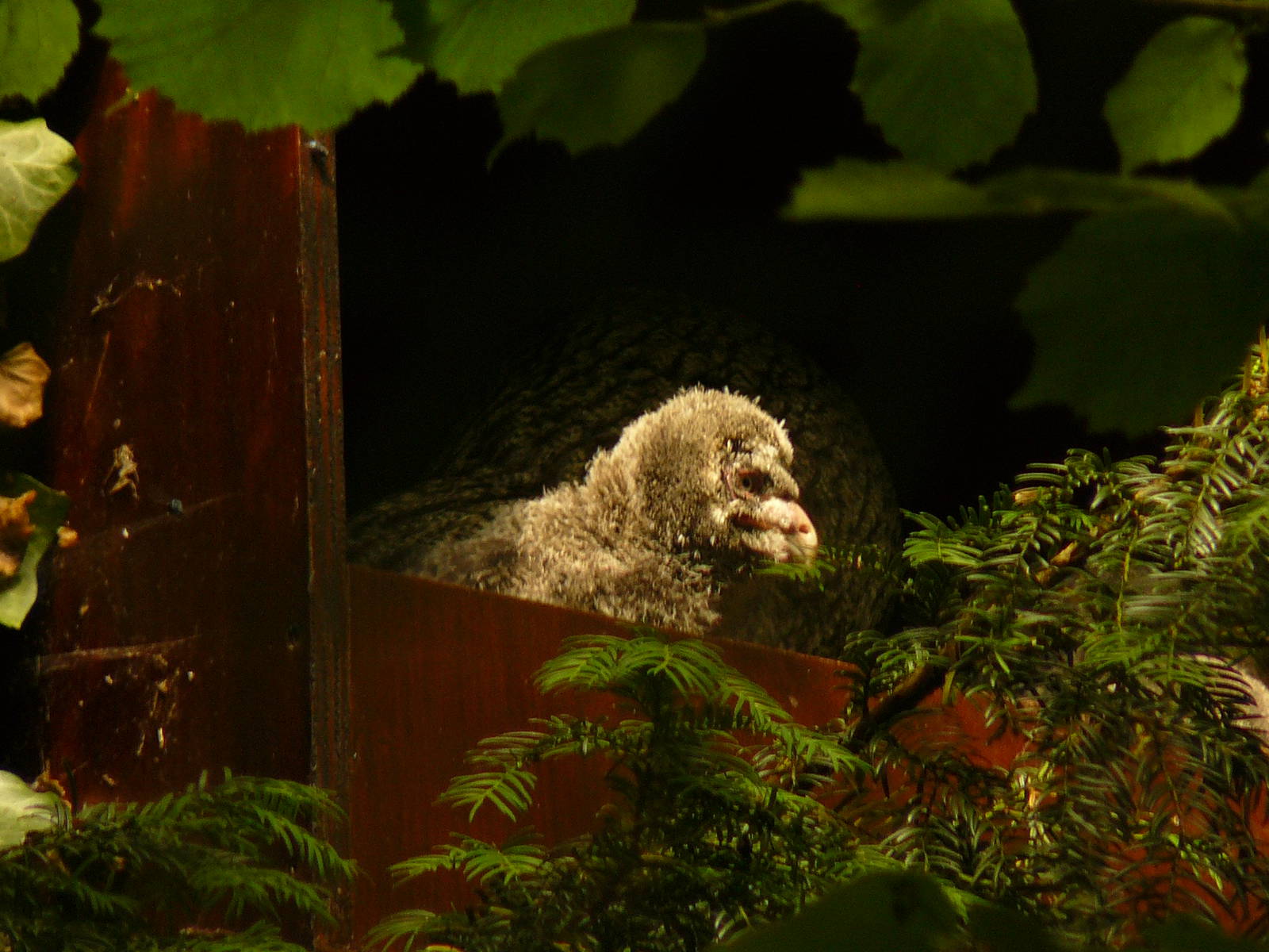 Great grey owl chick