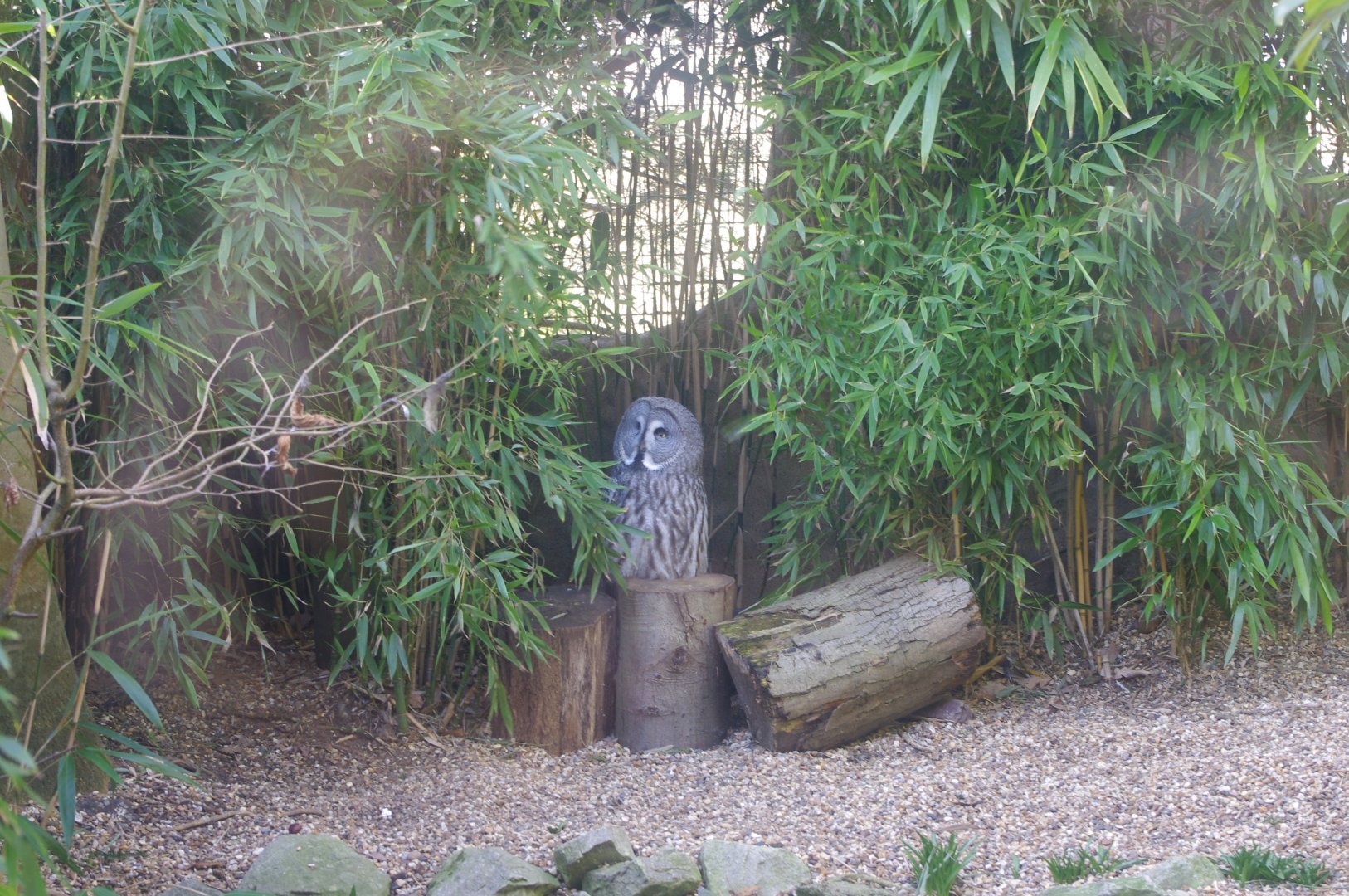 Great Grey Owl- Colchester Zoo 25/2/2022