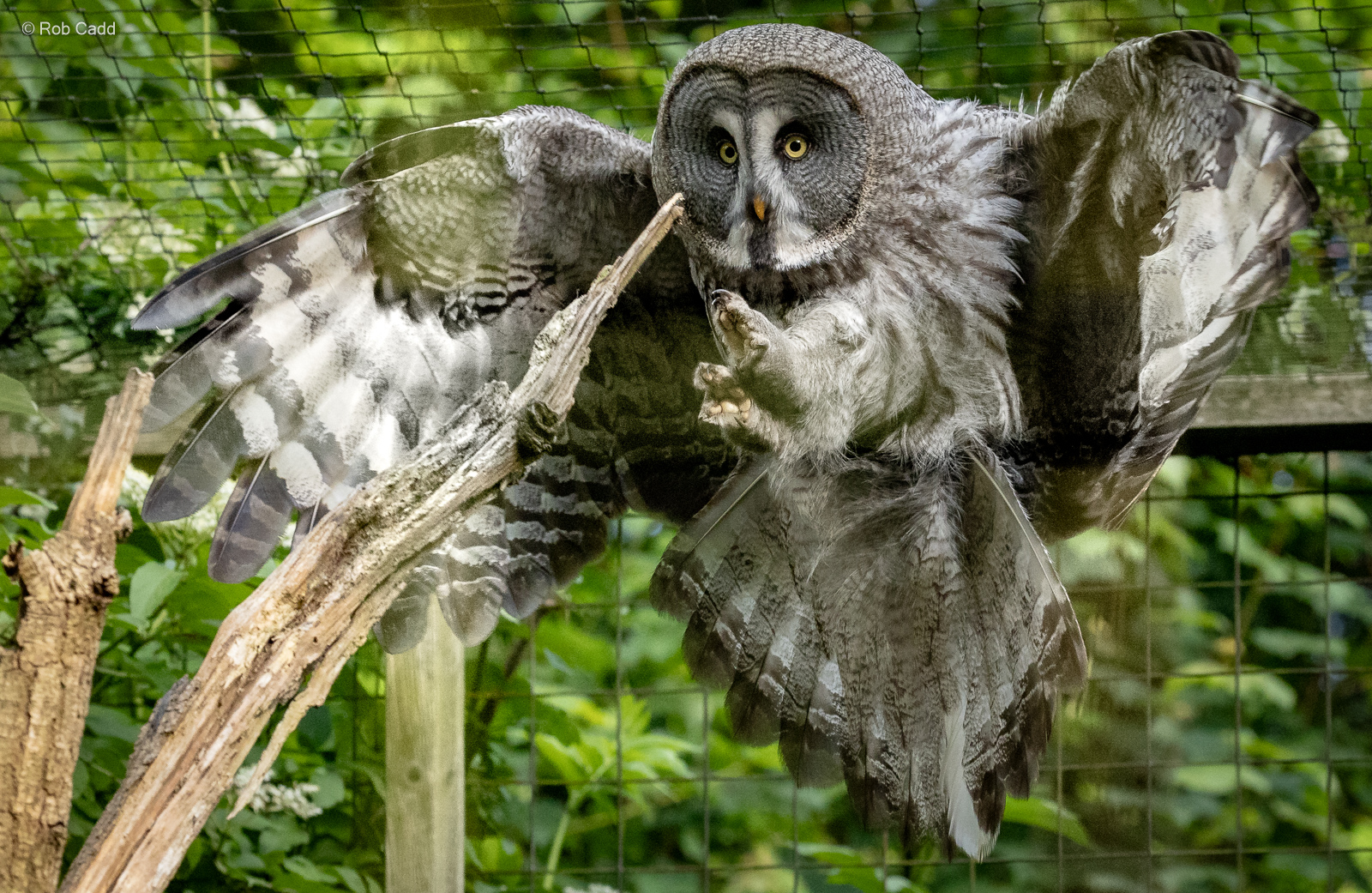 Great grey owl : Cotswold WP : 01 Jun 2024