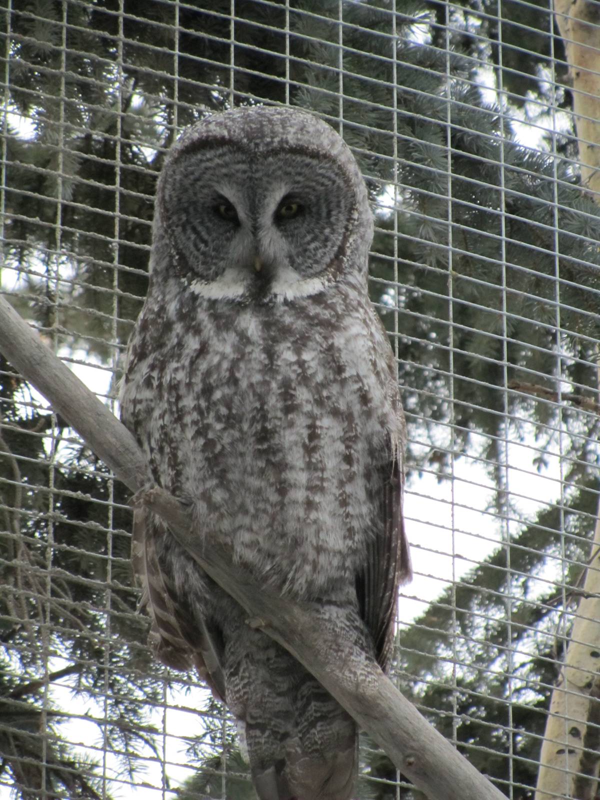 Great Grey Owl Dec 26