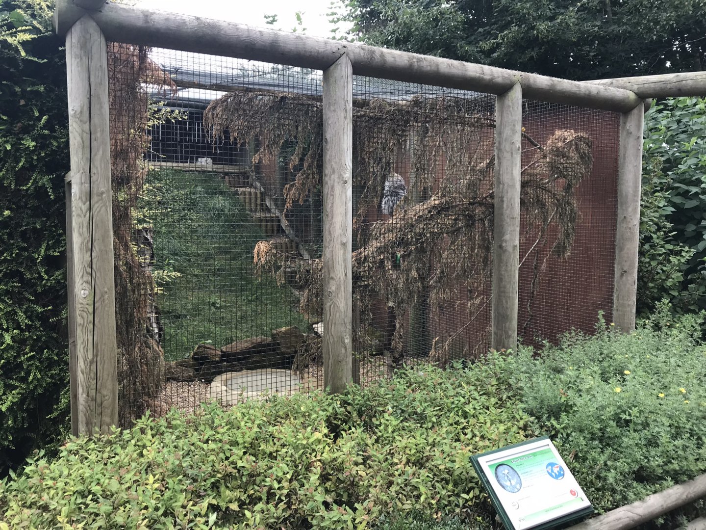 Great grey owl enclosure 100818