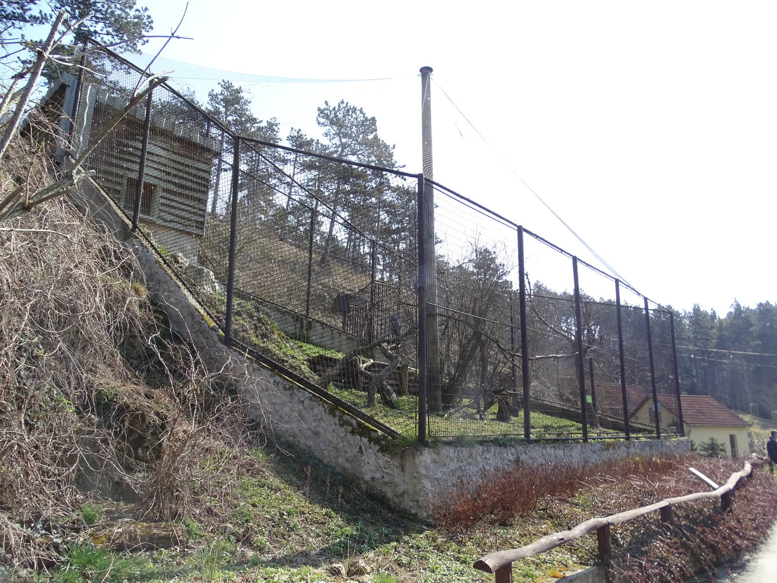 Great grey owl enclosure