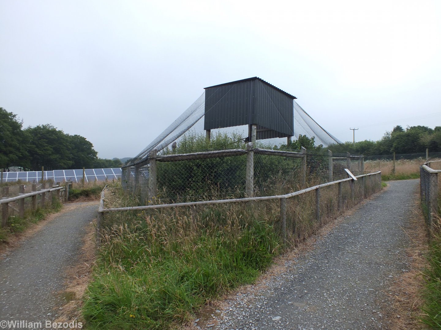 Great Grey Owl Enclosure