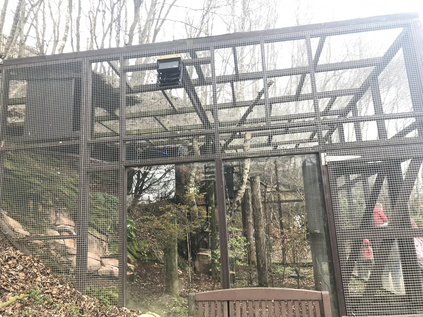 Great grey owl enclosure