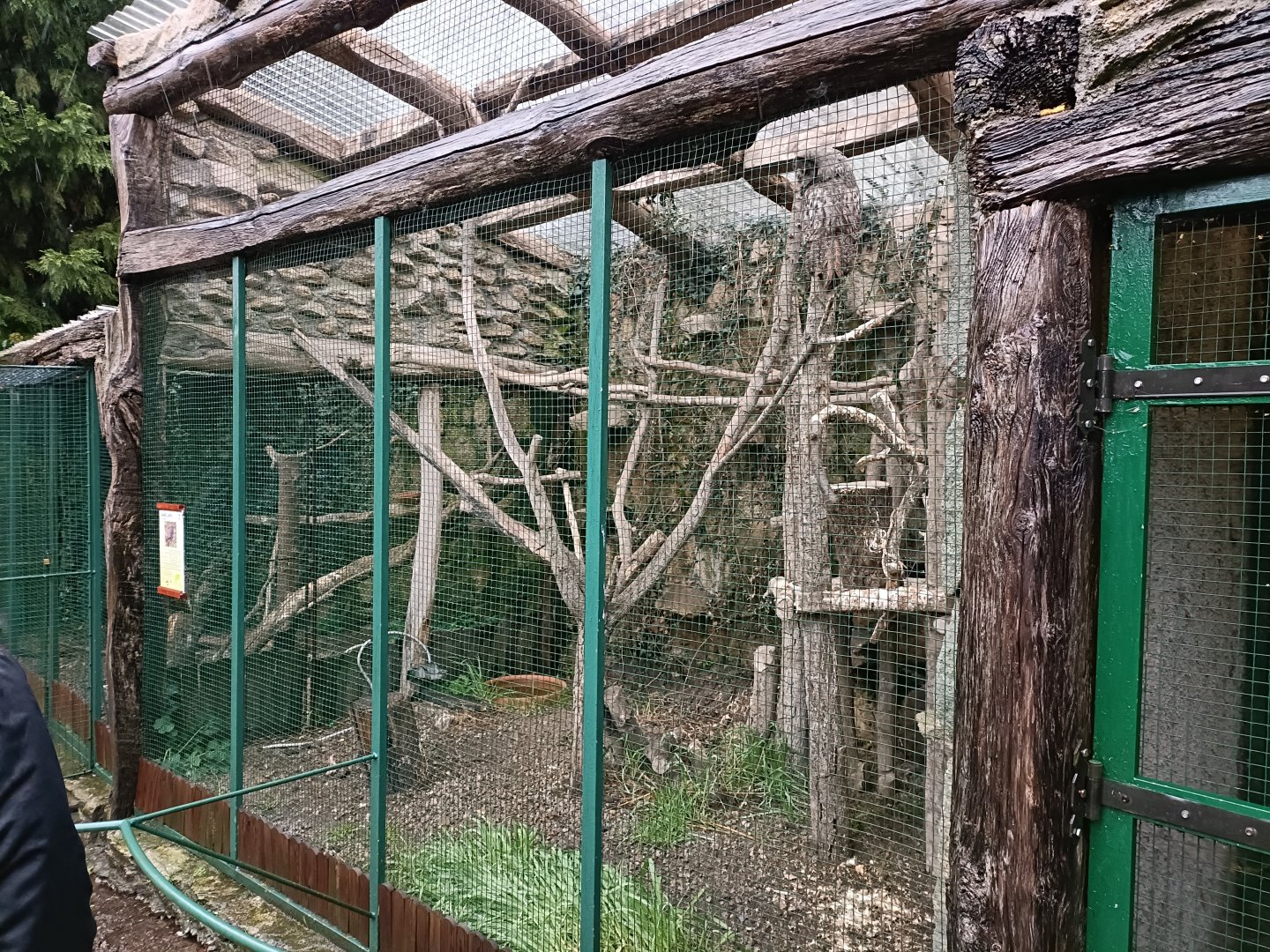 Great grey owl exhibit - Avifauna Lugo