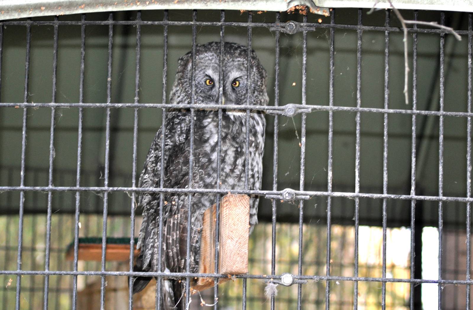 Great Grey Owl Exhibit