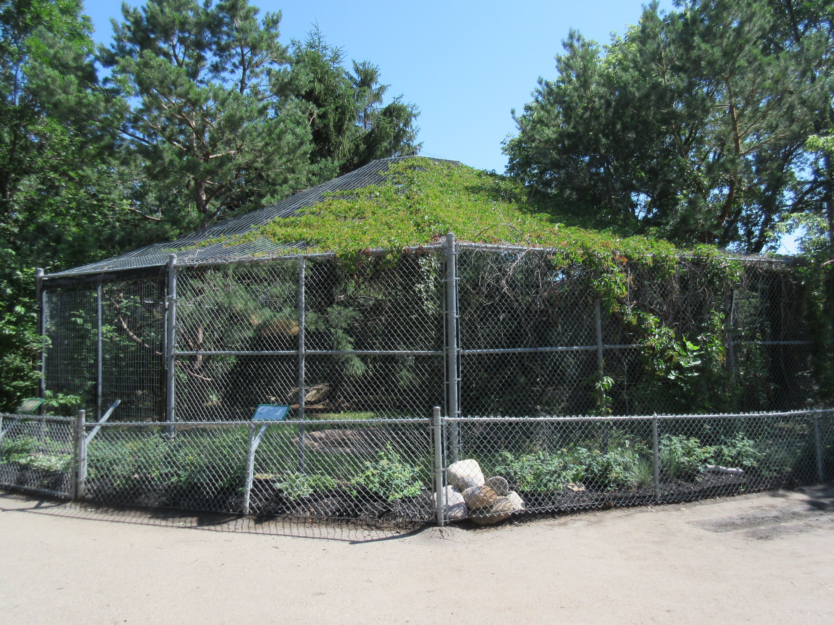 Great Grey Owl Exhibit