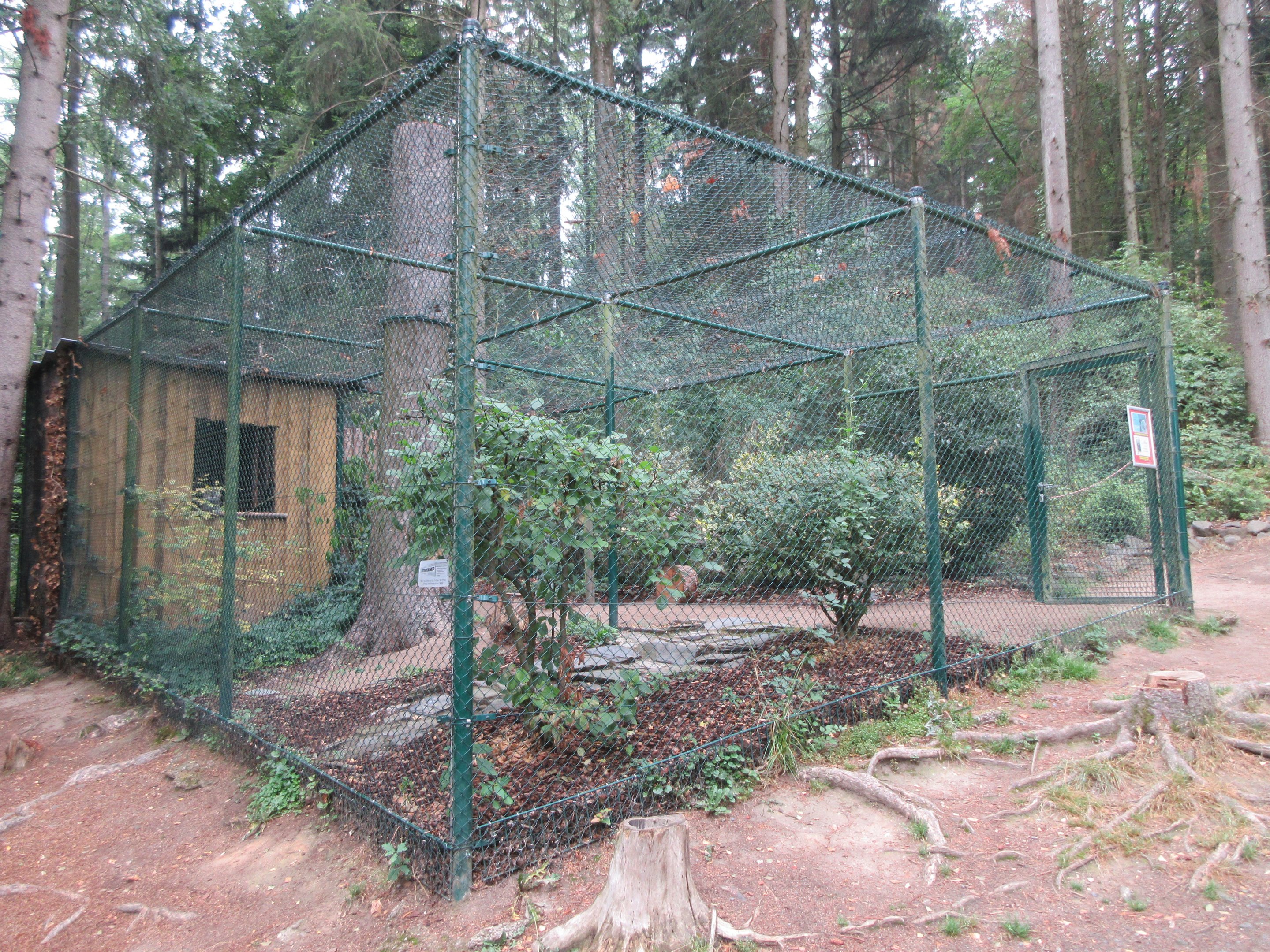 Great Grey Owl Exhibit