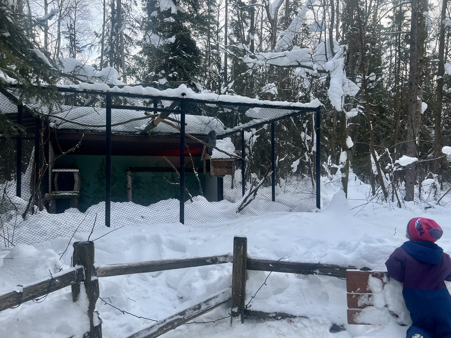 Great Grey Owl Exhibit