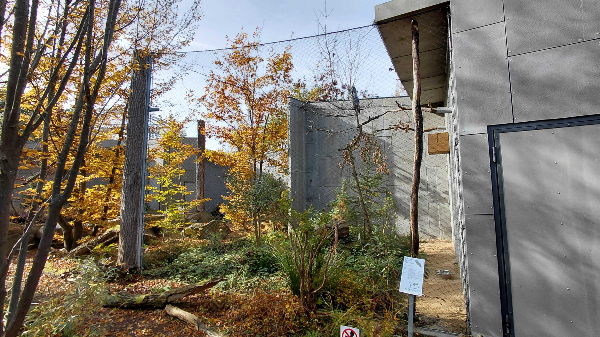 Great grey owl exhibit