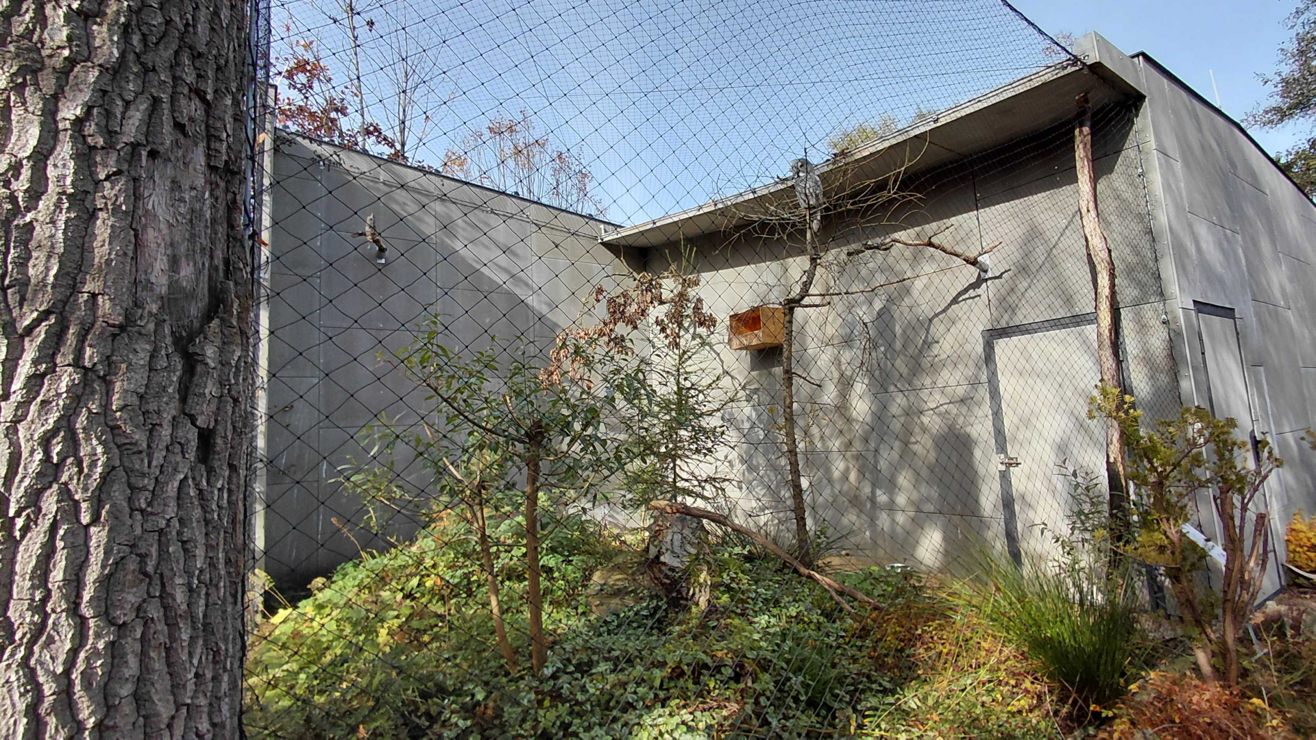Great grey owl exhibit