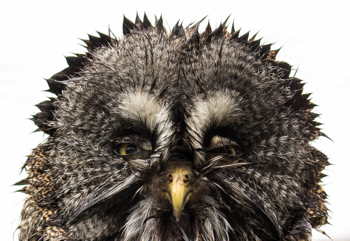 Great grey owl : Hamerton : 12 Jul 2015