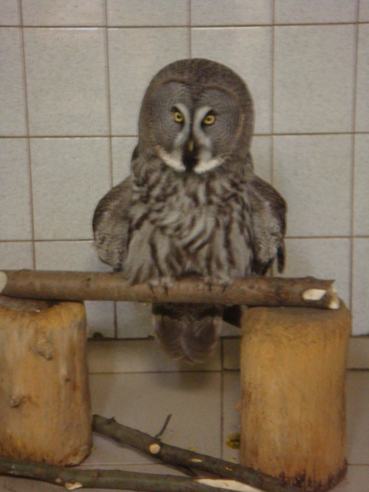 Great grey owl in quarantine area