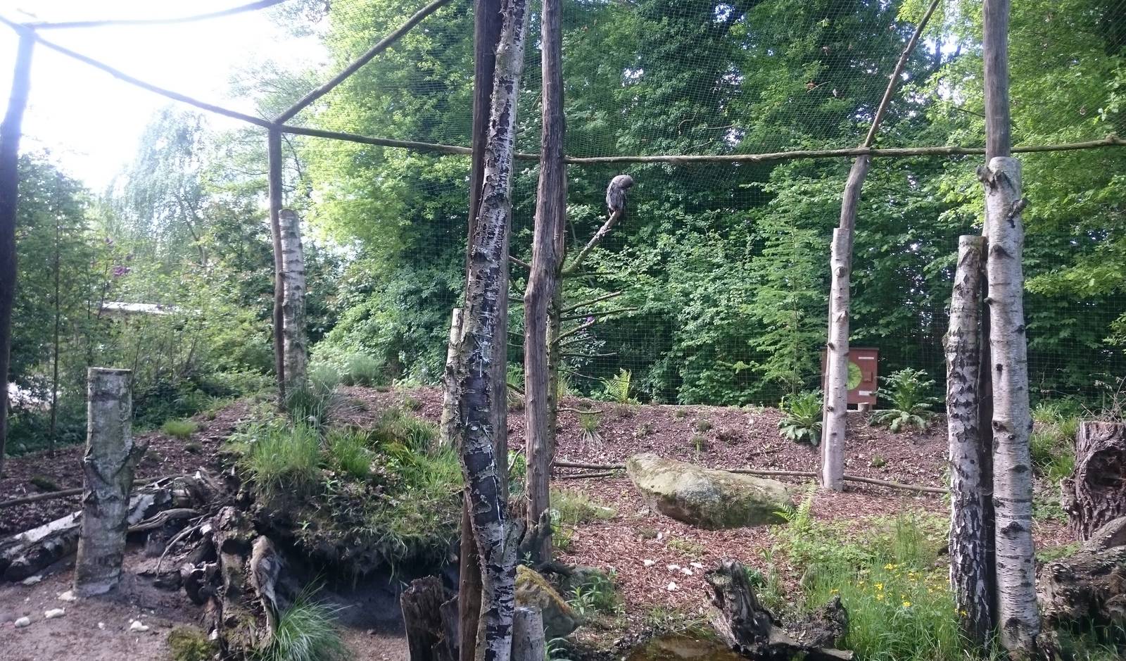Great grey owl in walk-through-aviary