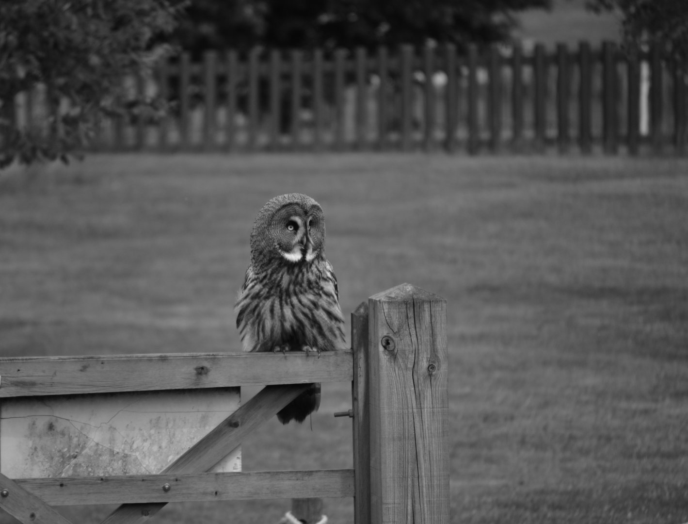 Great Grey Owl - May 2022